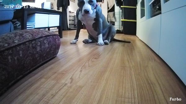 Furbo Rev 20170613223812